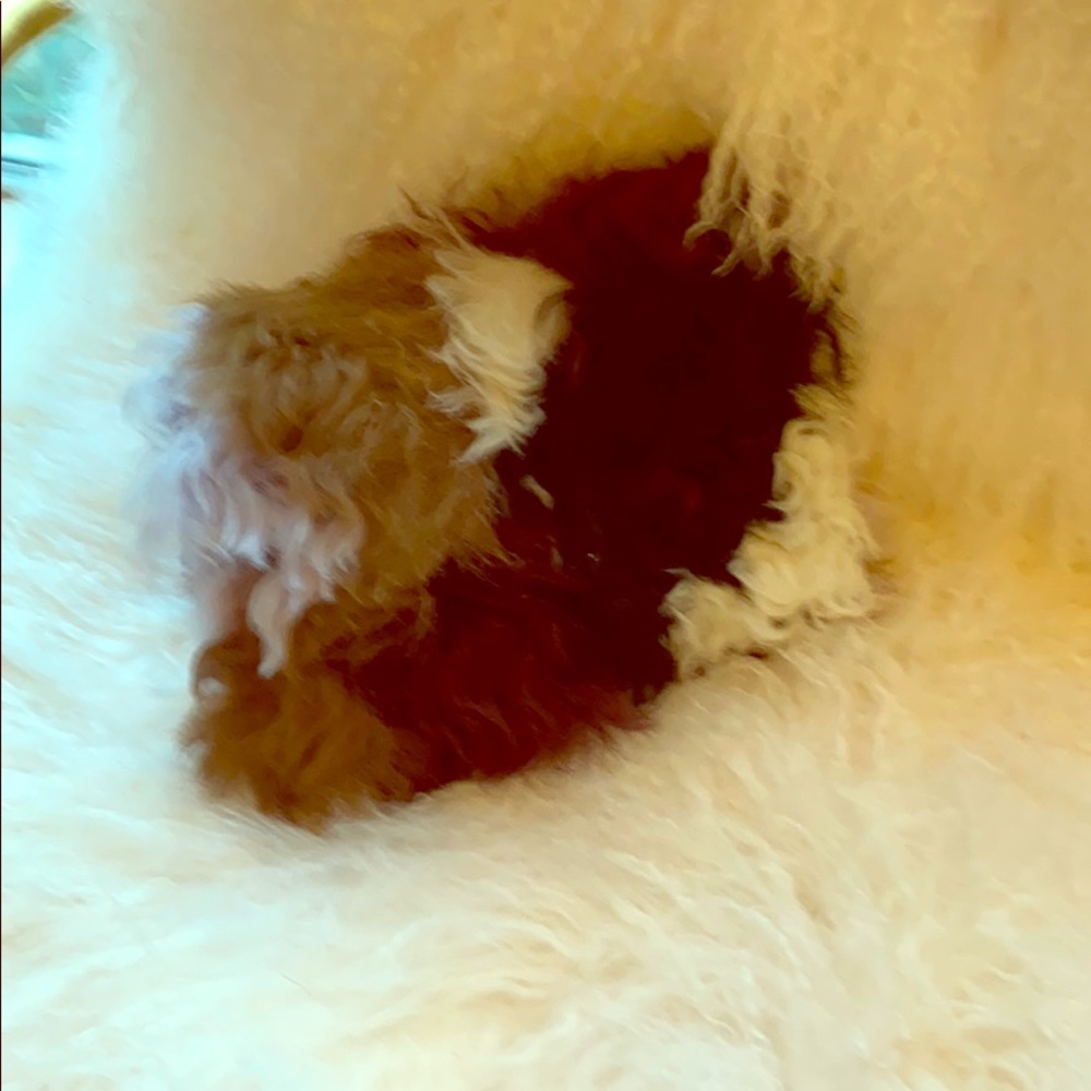 Loeffler Randall multi-colored furry clutch.